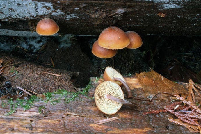 Gymnopilus picreus